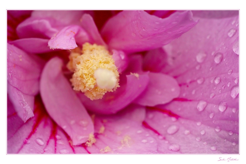 DP Blog